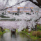 桜雨の川