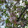 もう春も終わり夏へ、最後の桜