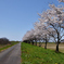 最上川桜回廊　平田