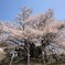 素桜神社の神代桜 '22春