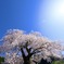 いつか桜の木の下で