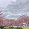 曇天桜