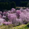 朝倉　棚田の桜　２