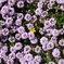 DSCF1398