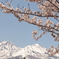 桜と残雪の山々