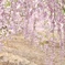 枝垂れ桜