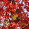 紅葉とメジロ