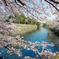 桜の窓