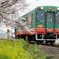 真岡鉄道と春