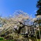 石割桜