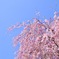 盛岡市　櫻山神社にて