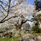 石割桜