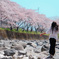 桜吹雪