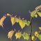芽吹