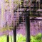 葛井寺　藤　Ⅰ