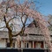 枝垂れ桜