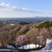 坊ケ池サライの桜