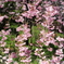 かわいい枝垂桜の花