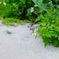 花と砂浜と蝶々