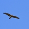 鳴鷹