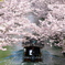 花トンネル