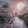 夕方のさくら