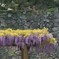 名城公園　藤棚　4－2