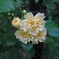 近所の花壇で④