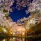 高遠、満開の夜桜