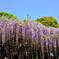 藤の花