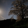 月夜の上発知しだれ桜　２