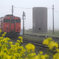 菜の花咲く朝霧の篠目駅