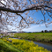 花菜と桜恋−１