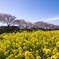 花菜と桜恋−２