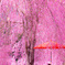 枝垂れ桜と赤い傘