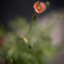 SUMMAREX 〜Papaver dubium〜
