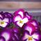 flower 1.