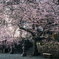 村山浅間神社の桜