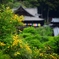 山吹と長谷寺