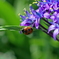 てんとう虫と花
