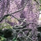 Wisteria