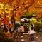 瀧安寺の金色紅葉