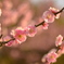 梅の花