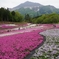 秩父芝桜
