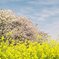2022花見　フィルム写真