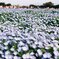 2022花見　フィルム写真