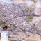 春、淡桜を撮る