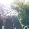 さくら　大阪城公園