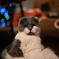 すわっているねこ