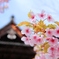 春